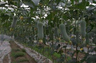 吃六月瓜视频大全,六月瓜视频大全带你领略清凉美味