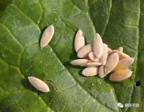 古老吃瓜视频在哪里看,揭秘观看秘籍