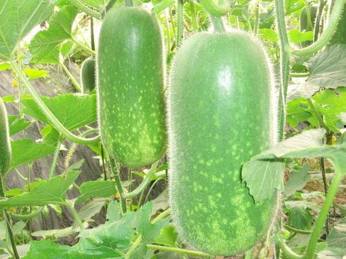 名人吃瓜视频素材大全集,揭秘娱乐圈幕后趣闻