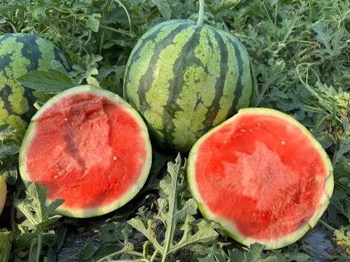 日照204吃瓜视频,一场全民热议的网络狂欢