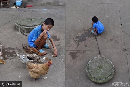 烂瓜能不能喂鸡鸭吃呀视频,揭秘废弃水果的另类用途